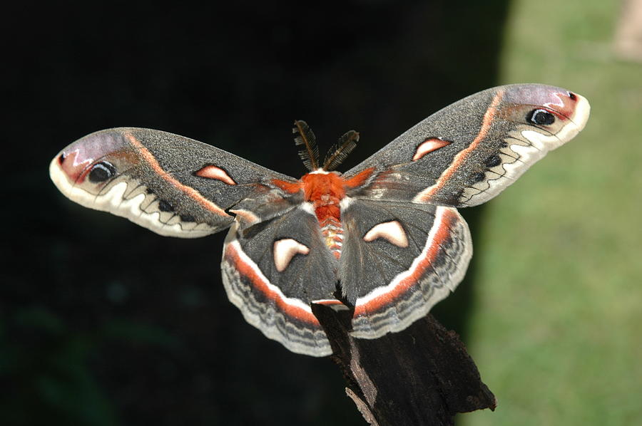 Columbia Silk Moth II Photograph by Bernadette Krupa
