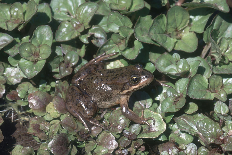 Columbia Spotted Frog Photograph by Karl H. Switak