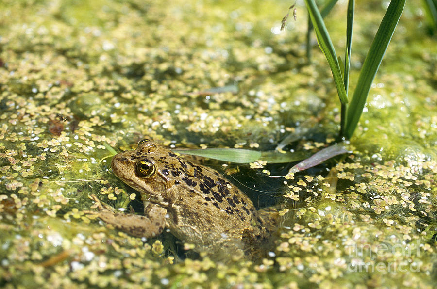 Columbia Spotted Frog Photograph by William H. Mullins