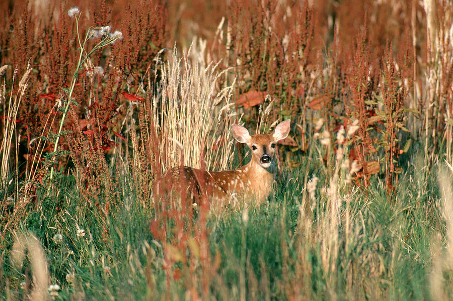 Columbia White-tailed Deer Fawn Photograph by Thomas And Pat Leeson