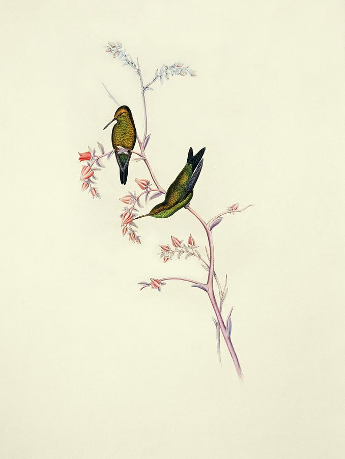 John Gould Photograph - Columbian Emerald Hummingbirds by Natural History Museum, London/science Photo Library