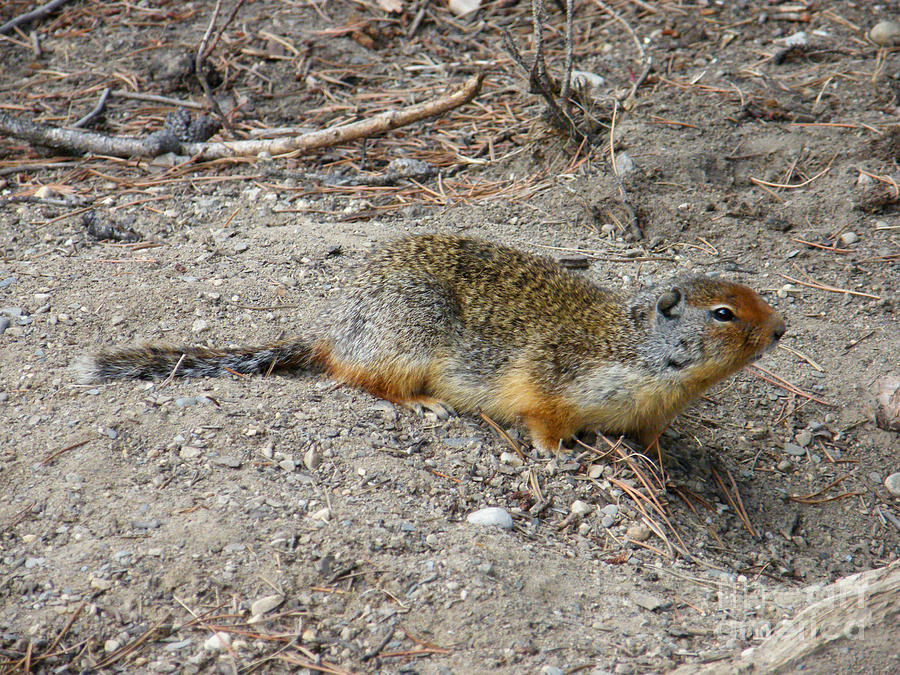 Columbian Ground Squirrel - ready to run Photograph by Phil Banks