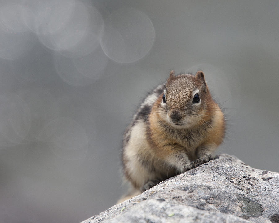 Columbian Ground Squirrel Photograph by Tony Mills