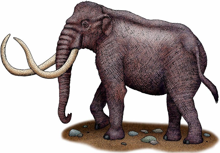 Columbian Mammoth Photograph by Roger Hall