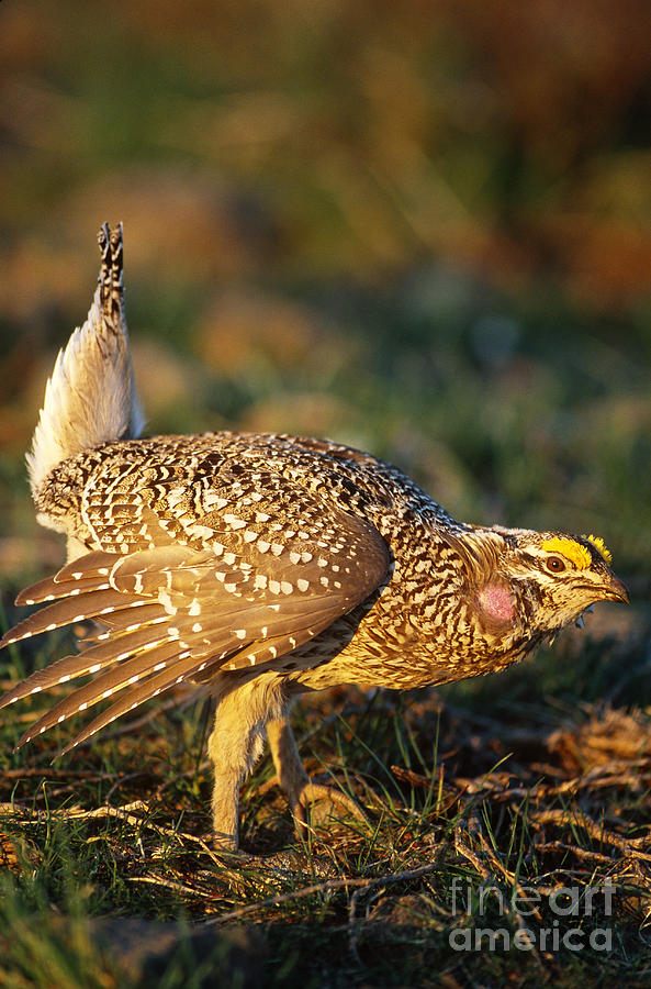 Columbian Sharp-tailed Grouse Displaying Photograph By William H 