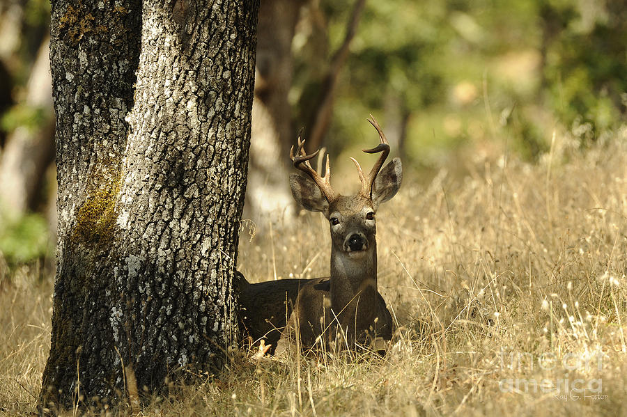 Columbian White-tailed Deer Buck 1 Photograph By Ray G Foster - Pixels