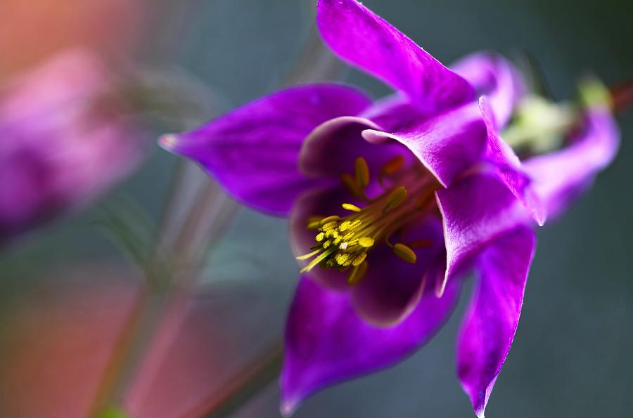 Columbine Abstract Photograph by Katherine White