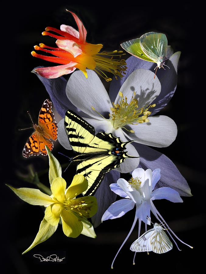 Columbine and Butterfly Collage Photograph by David Salter