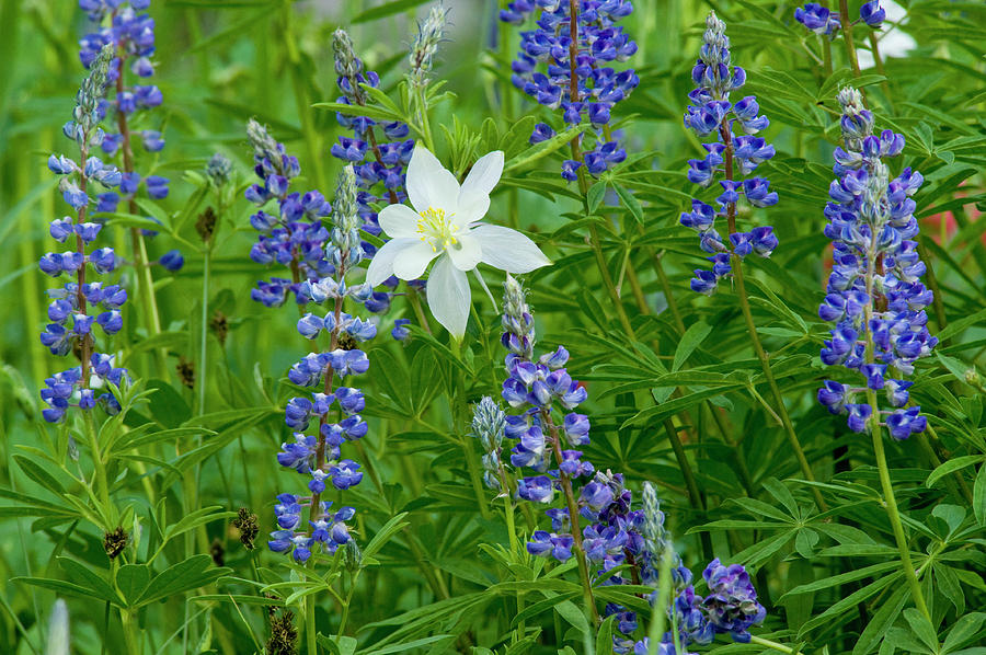 Salt Lake City Photograph - Columbine And Lupine, Albion Basin by Howie Garber