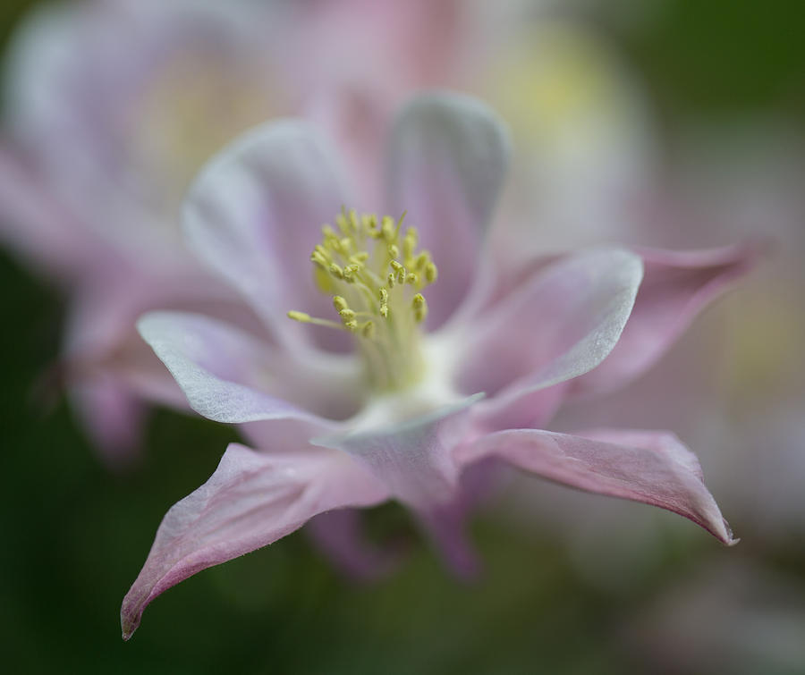 Flower Photograph - Columbine by Angie Vogel