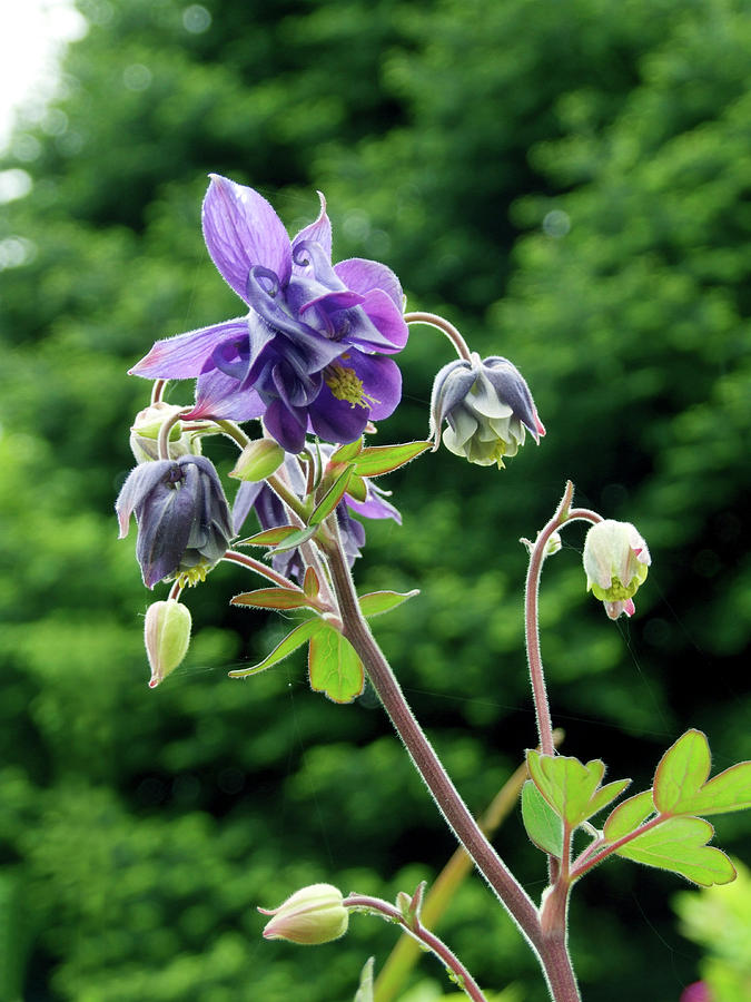 Аквилегия Botanical