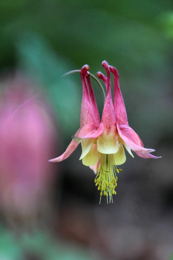 Columbine at Ferry Bluff Photograph by Theo