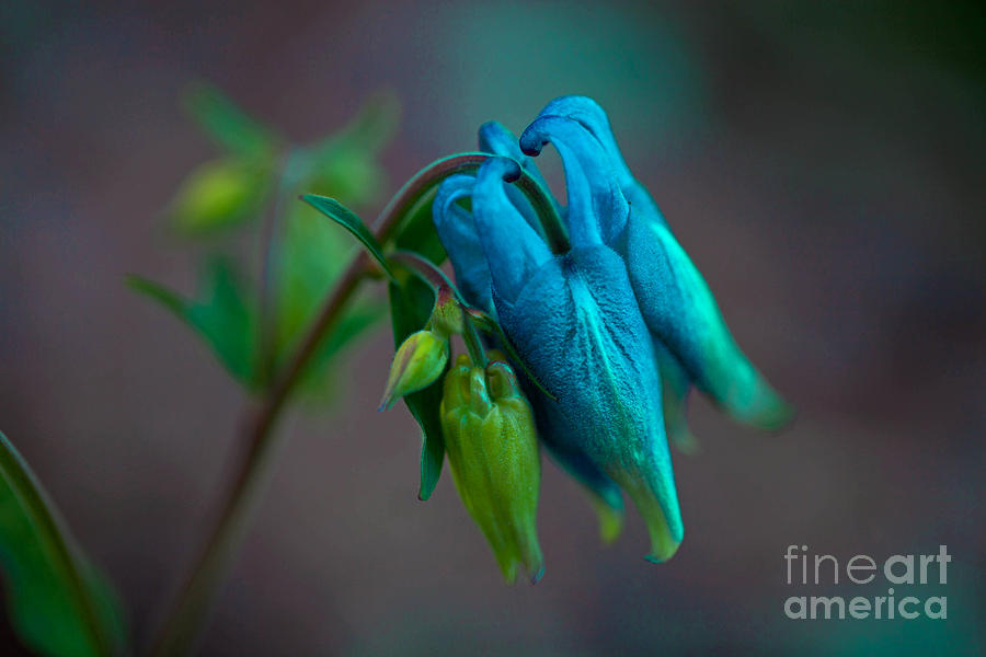 Columbine Photograph by Barbara Schultheis