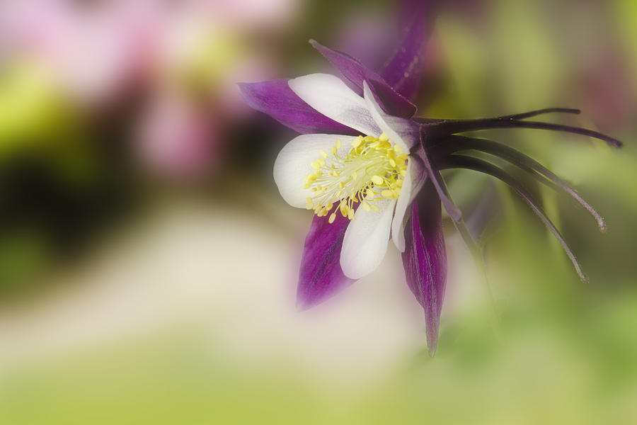Spring Photograph - Columbine Blossom by Wild Sage Studio Karen Powers