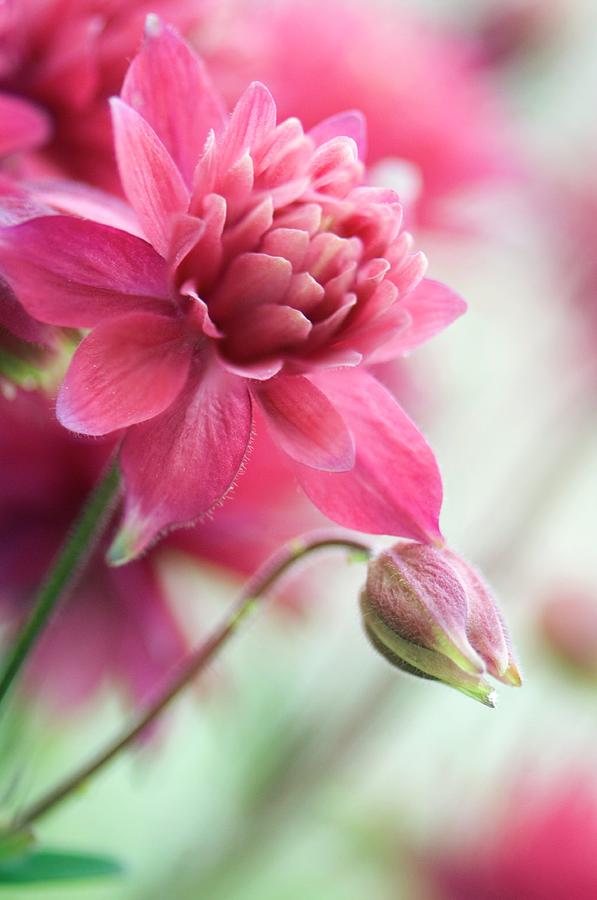 Columbine ‘clementine Rose’ Photograph by Maria Mosolova - Fine Art America