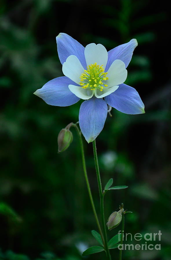 Columbine Contentment Photograph by Kelly Black