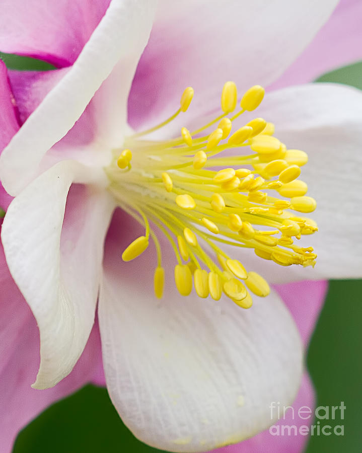 Nature Photograph - Columbine Extreme Closeup by Terry Weaver