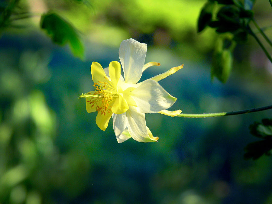 Columbine Flower Photograph