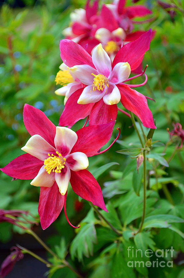 Columbine Flower Digital Art by Eva Kaufman