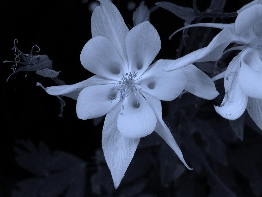 Flowers Still Life Photograph - Columbine flower by Heather L Wright
