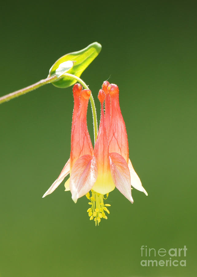 Columbine Flower in Sunlight Photograph by Robert E Alter Reflections of Infinity