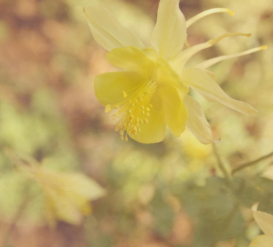 Flower Photograph - Columbine Flower by Kim Hojnacki