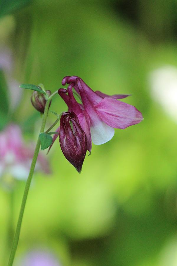Flowers Still Life Photograph - Columbine Flower Pink by Sue Chisholm