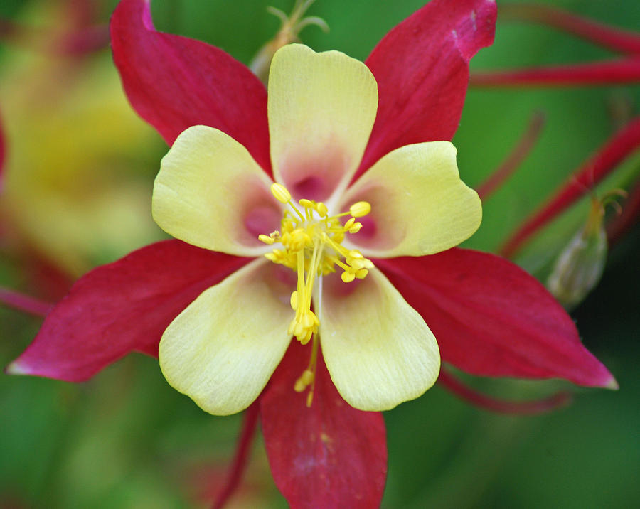 Columbine Flower  Photograph by Richard Bryce and Family