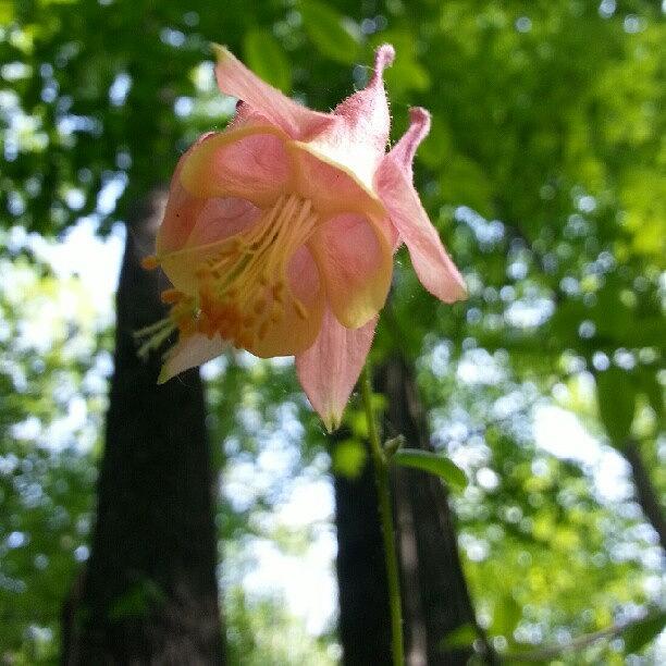 Columbine Flower Photograph - Columbine Flower by Sacred  Muse