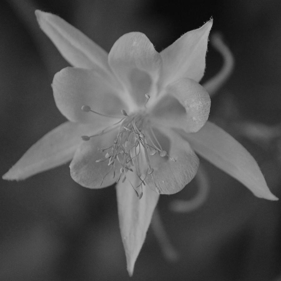 Columbine in Black and White II Photograph by Suzanne Gaff