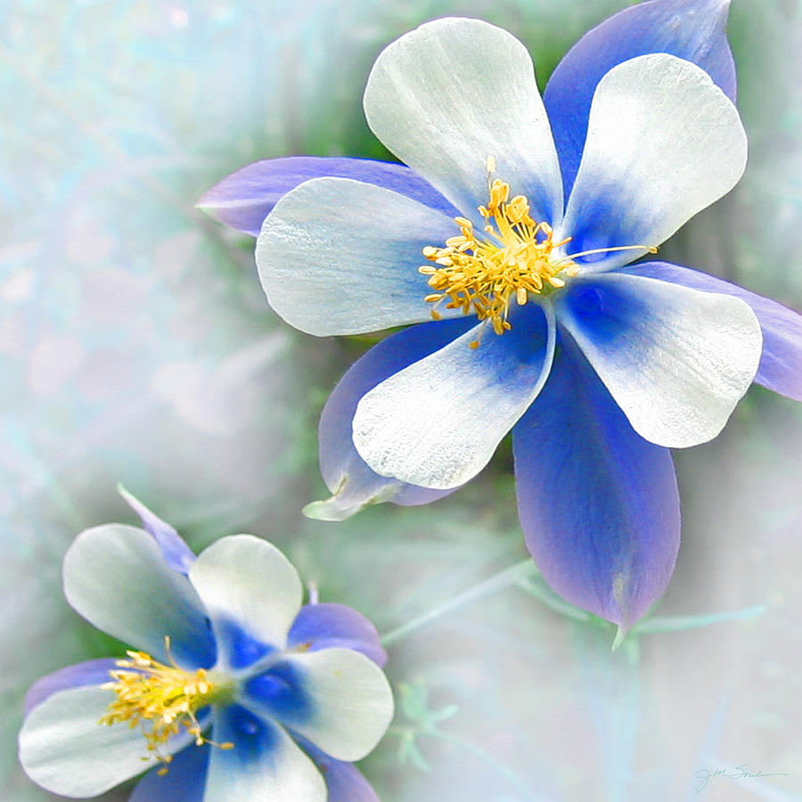 Flower Photograph - Columbine in Blue by Julie Magers Soulen