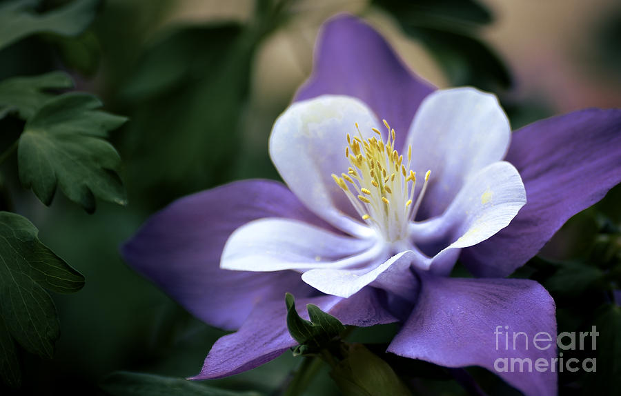 Columbine in Lavender Photograph by Julie Palencia