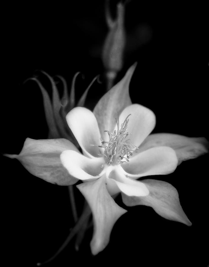 Columbine in Monochrome Photograph by David and Carol Kelly