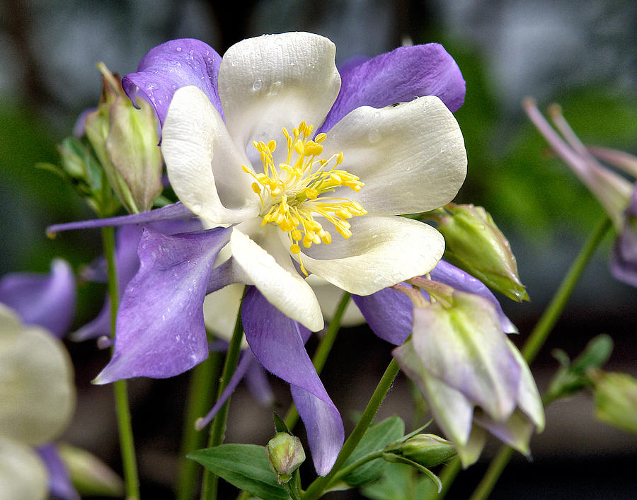 Columbine in the Rockies Photograph by Paul Berger