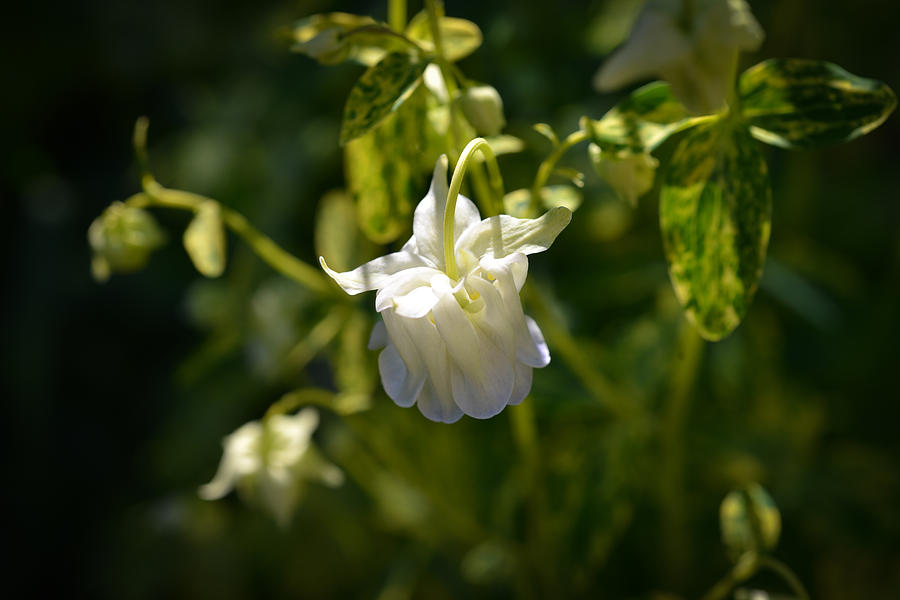 Columbine in White Photograph by Ronda Broatch