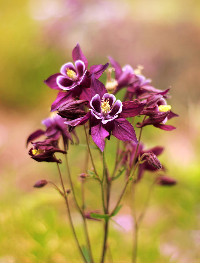 Flower Photograph - Columbine by Jessica Jenney