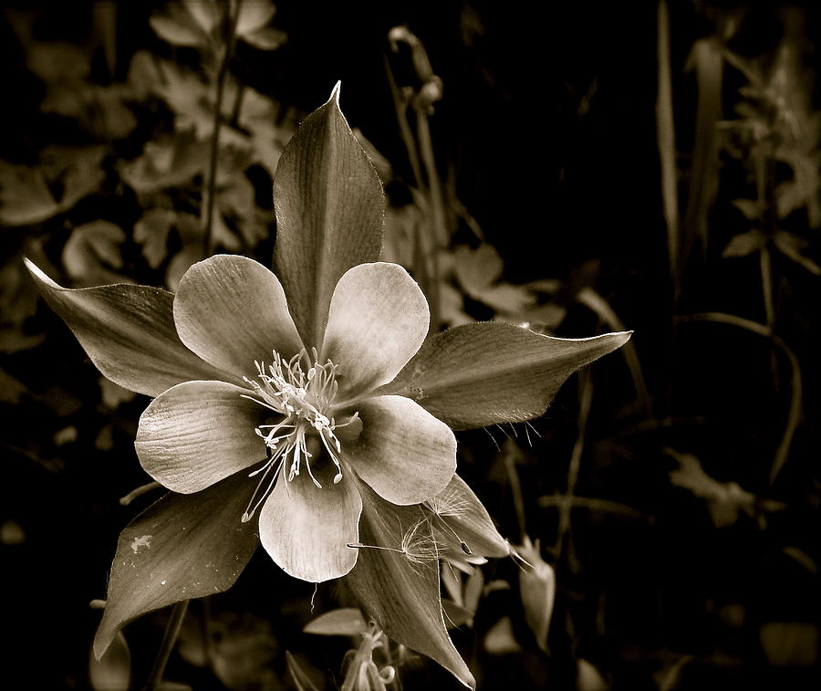 Columbine Photograph by Kim Pippinger
