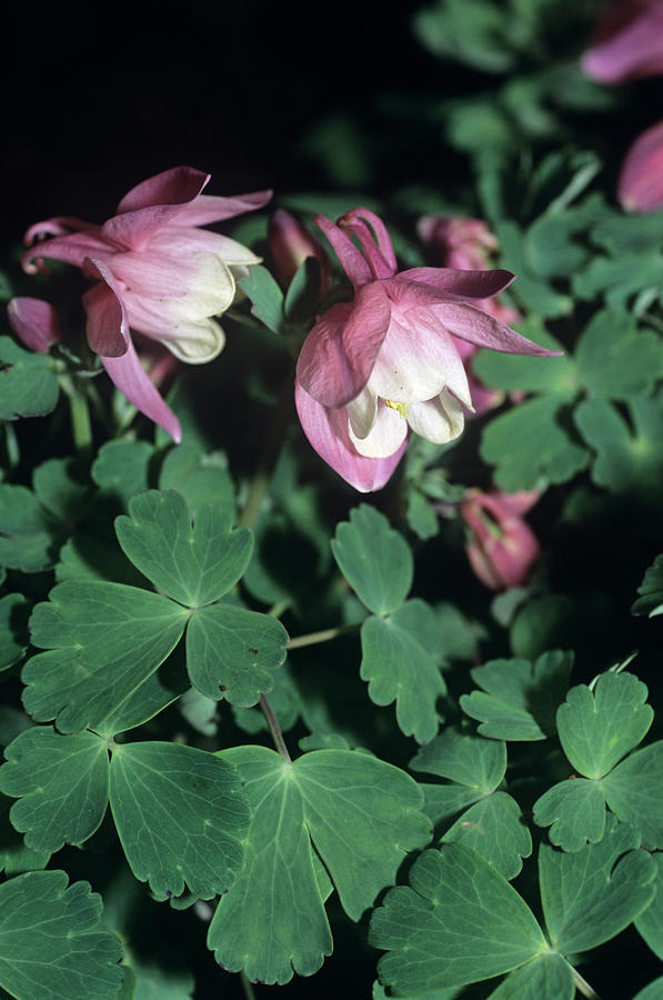Columbine pink Jewel Flowers Photograph by Adrian Thomas/science Photo Library