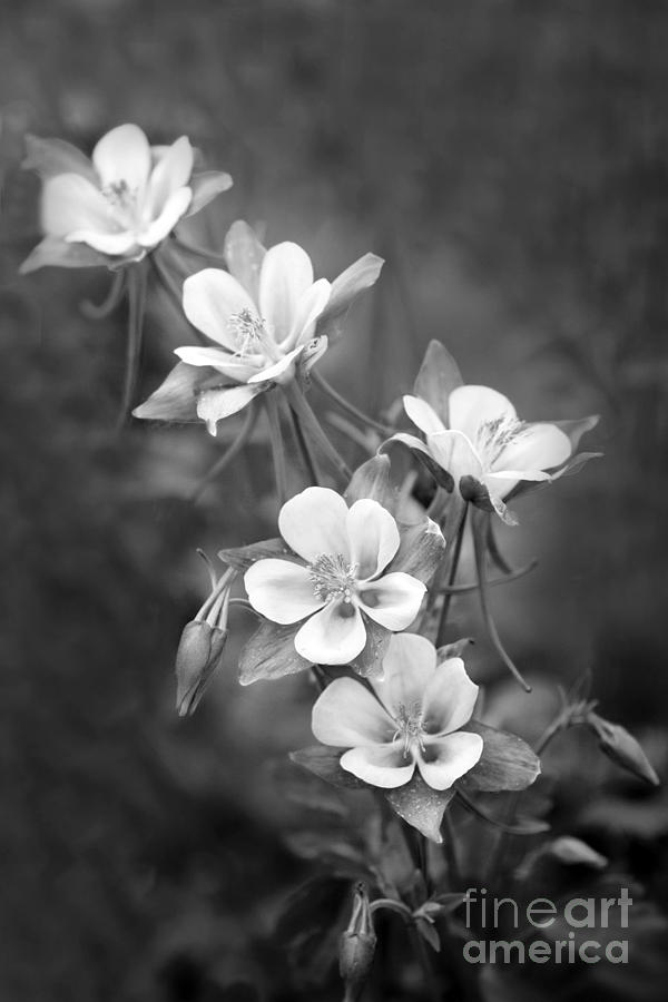 Black And White Photograph - Columbine by Rebecca Cozart