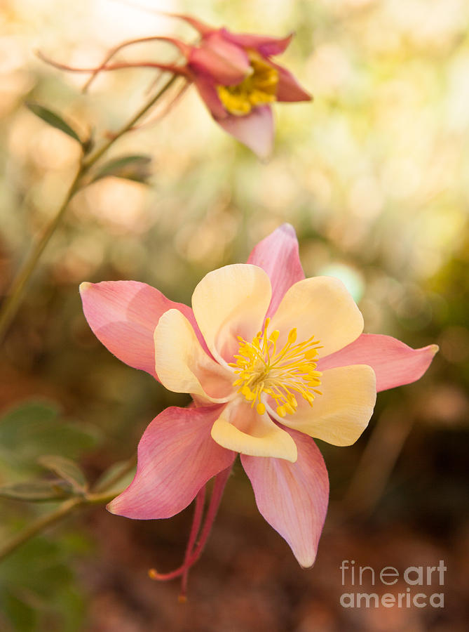 Columbine Photograph by Roselynne Broussard