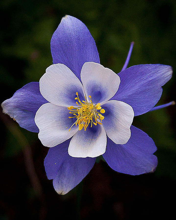 Columbine Photograph by Steven Reed