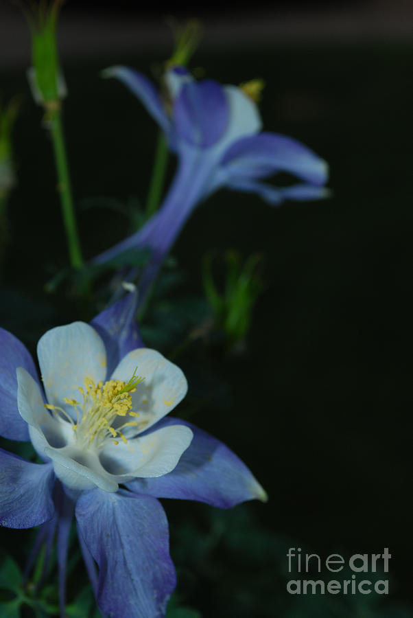 Spring Photograph - Columbine - Waiting in the Wings by Heather Kirk