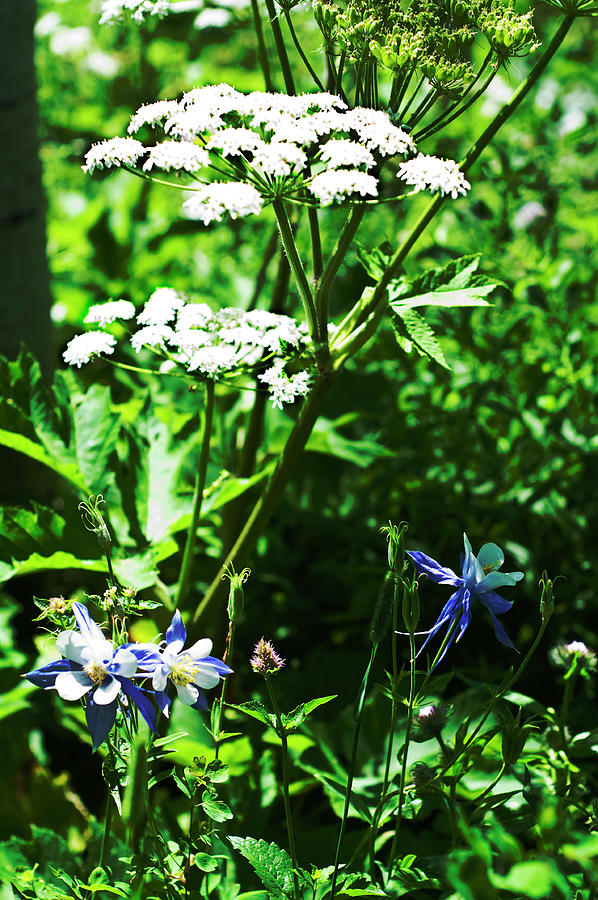 Columbine With Water Hemlock Photograph by Daniel Hebard