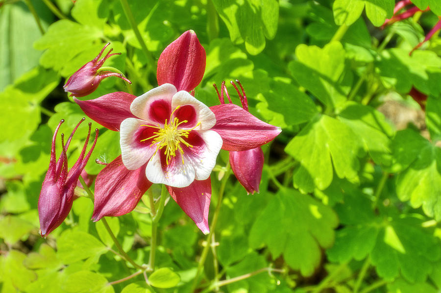 Columbines Photograph by Celso Bressan