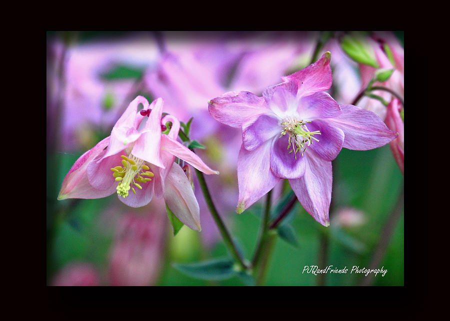 Columbines for Two Photograph by PJQandFriends Photography