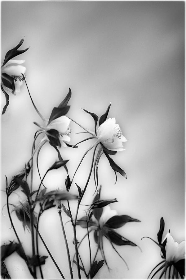 Columbines in black and white Photograph by Peter V Quenter