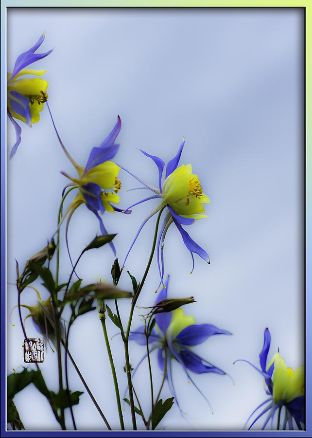 Columbines Photograph by Peter V Quenter