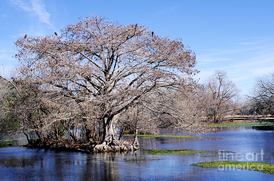 Comal River Cypress Tree Photograph by Gary Richards