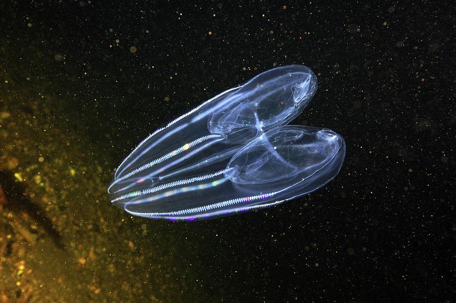 Comb Jelly Photograph by Alexander Semenov/science Photo Library