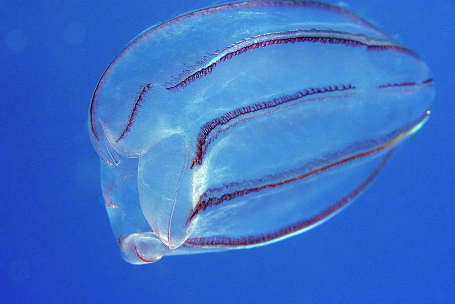 Comb Jelly Photograph by Andy Davies/science Photo Library